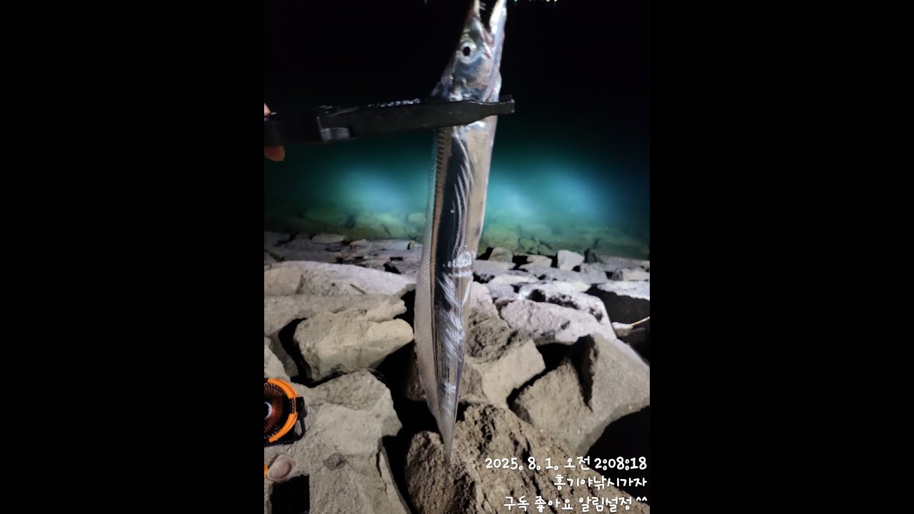 2025년8월1일 영암방조제 풀치 입학식 시작 하겠습니다 ~