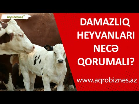 Video: Damazlıq Necə Yoxlanılır