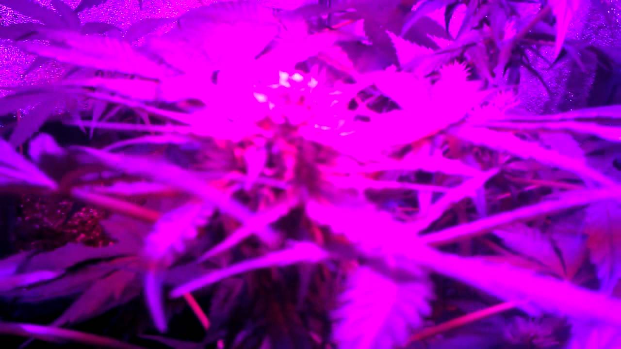 Sannies jack en caramel candy kush 450 watt spectrabox