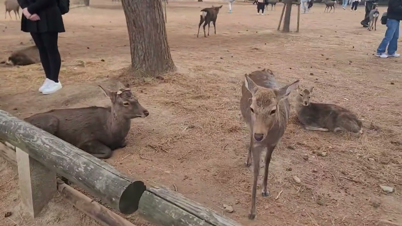 JAPAN Nara Deer Park