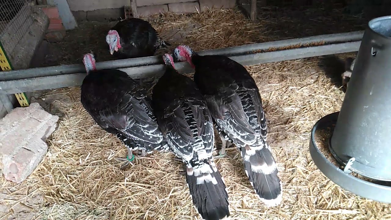 Pavos oscenses camperos | AgroAnuncios.es