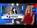 Four Legged Friends: Greyson