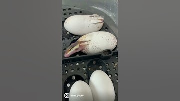 Baby Leopard Geckos Hatching Here