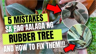 AVOID THESE MISTAKES AND YOUR RUBBER TREE WILL BECOME HEALTHIER!