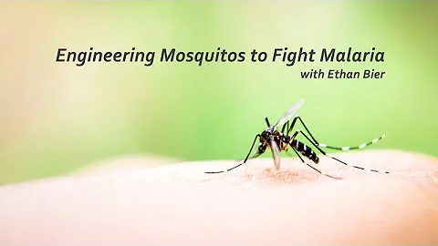 Engineering Mosquitos to Fight Malaria with Ethan Bier -- Osher UC San Diego