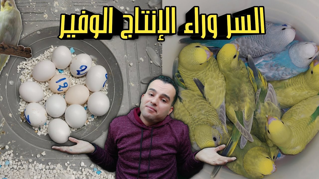 تعرف على السر الذي استعمله في المزرعة لزيادة الانتاج  CALCI-LUX# للبادجي_عشق