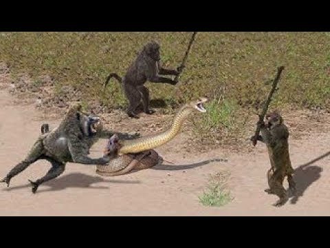 OMG! Capuchin Monkey Save Mouse From Banded Krait Snake Hunt   Amazing Python vs Big Cat