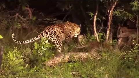 OMG! Capuchin Monkey Save Mouse From Banded Krait Snake Hunt   Amazing Python vs Big Cat