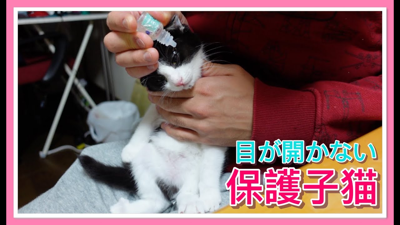 Download 保護子猫の片目が開かなくなったので急遽病院へ行ってきました Daily Movies Hub