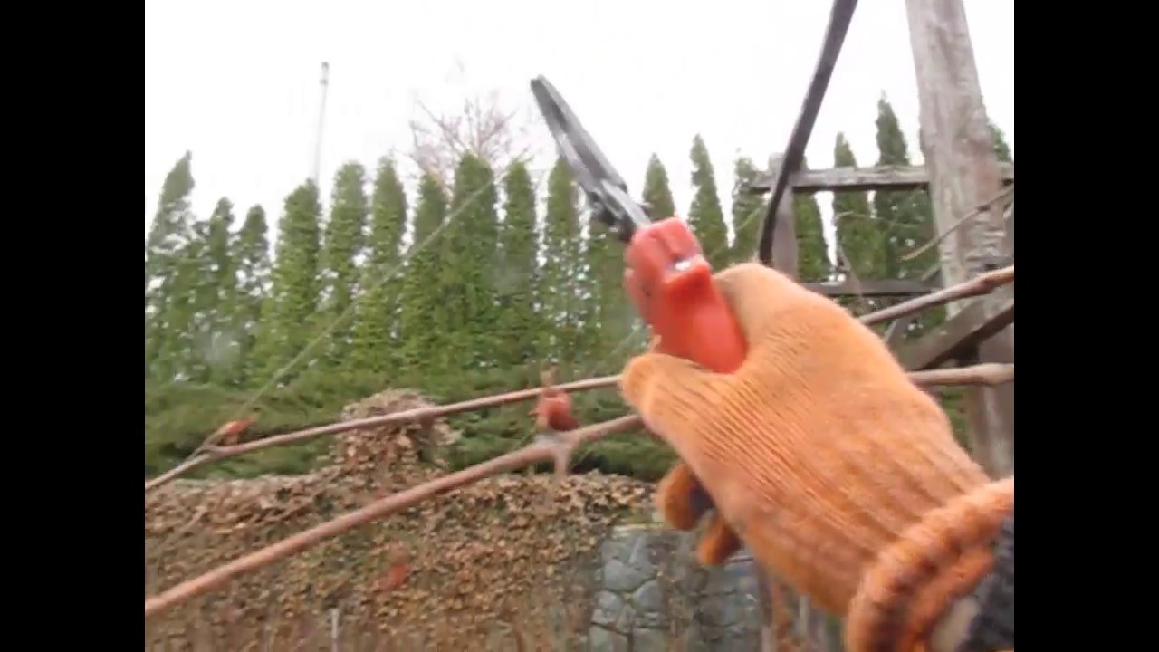 Обрезка винограда. Формируем на арку и для урожая.