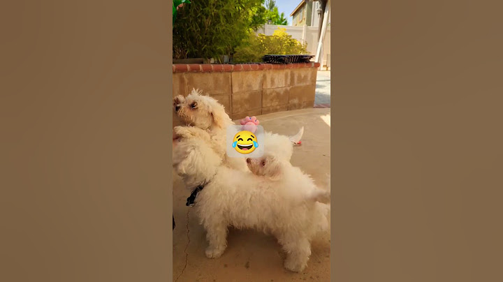 Tricks for treats #positivevibes #dog #cute #lovemydog #furbabies #shorts #treats