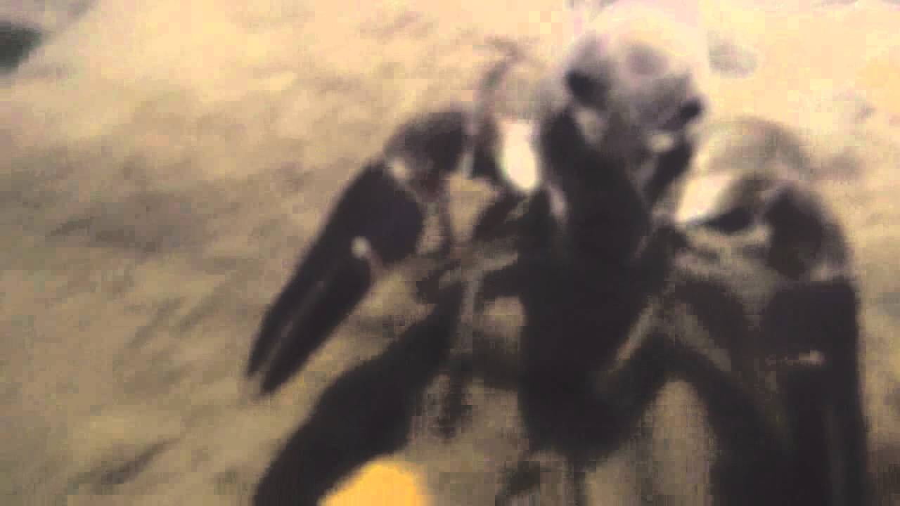 Signal Crayfish in Cueva del Molino, Matienzo