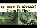 පලා පොළඟා විස සර්පයෙක් ද? Green Pit Viper