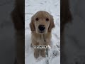 45 day's vs one year old golden retriever