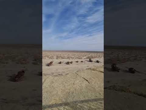 Aral Sea S Shocking Decline In 2024 Uzbekistan Muynak