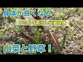 効能が半端ない！新潟で見つけた山菜と野草！【蔵出し番外編】
