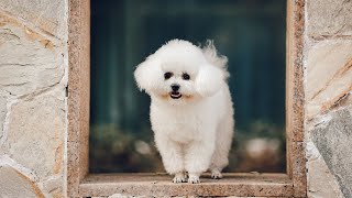 The Adorable Bichon Frise Reacts to Music: What Happens Next?
