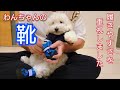 【犬靴レビュー】生きてる？！【犬】