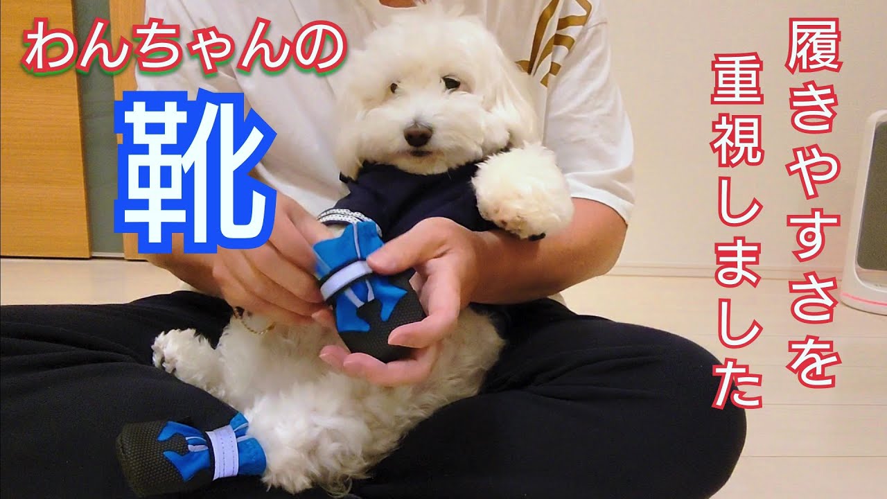 【犬靴レビュー】生きてる？！【犬】