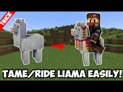 How to Tame & Ride Llama in Minecraft - Bedrock/PE/Java