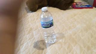 Water Bottle Flip trick shots 2