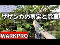サザンカの剪定と除草作業【WARKPRO】剪定鋏と膝当てパットのレビュー