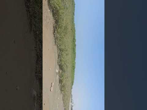 درختان حرا ساحل بندر عباس