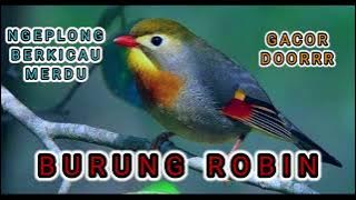 SUARA BURUNG ROBIN GACOR | KICAU MANIA