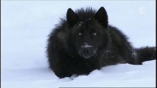 Lone Wolf Von Judas Priest Laut De Song