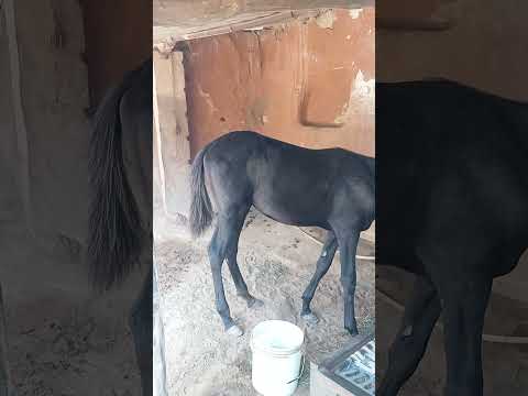 Godi Godimedia Punjabi 1500000