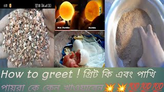 How to greet ! গ্রিট কি এবং কেন খাওয়াবে পায়রা পাখিকে 😍🤩💯💥💯💯💯