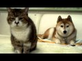 動画にならない、犬と猫