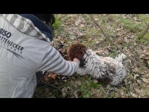 Video: Kako uzgajati patku Cocor: 15 koraka (sa slikama)