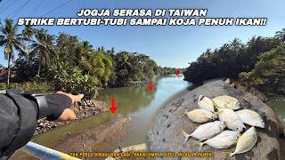 THIS SMALL BAIT LANDS NON-STOP STRIKES!! Fishing for baby GT at Bogowonto estuary using live shri...