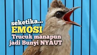 TRUCUKAN GACOR Ampuh buat PANCINGAN Trucukan agar EMOSI jadi BUNYI NYAUT ikut NGEPLONG ROPEL 