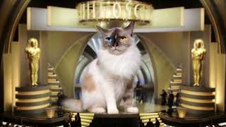 Dinka The Drama Cat Ai Hallucination Fail Experiment