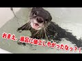 お風呂の栓を毎回抜いていくカワウソを懲らしめてやった