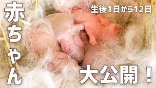 貴重な子うさぎの生後1日目から12日目の様子をまとめました