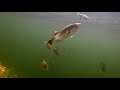 **Insane Underwater Footage** Fish Attacking Lures And Bass Fishing Tips!