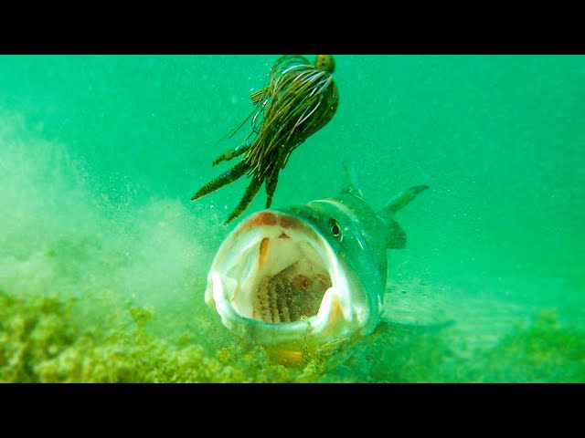 bass fish chasing lure Insane Underwater Footage** Fish Attacking Lures And Bass Fishing Tips!