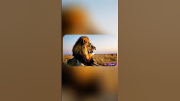 The lion king watching his forest | ai cartoons | ai animations |#shorts #animation