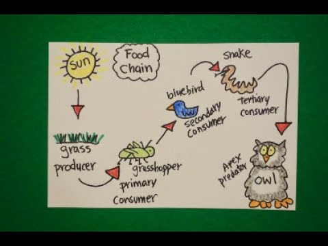 Top 130+ food web drawing super hot