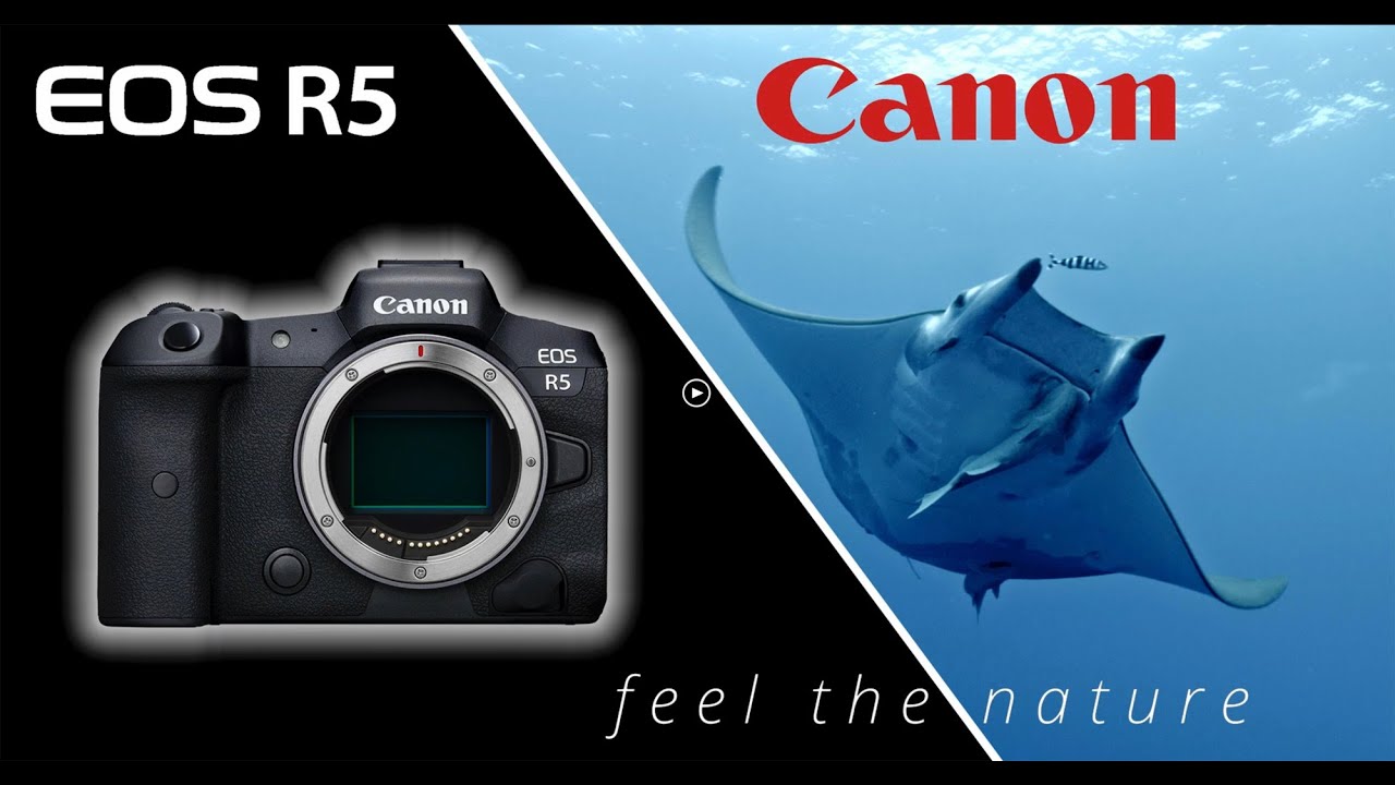 Canon R5 - feel the nature - Filmed by Elsa Salvador, edited by Rui ...