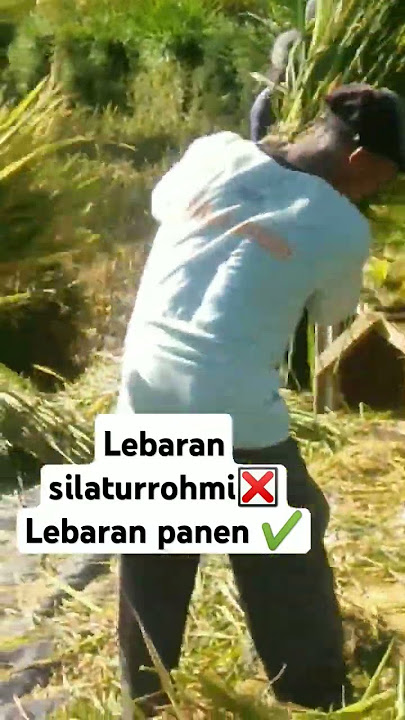 pesta panen #panen padi