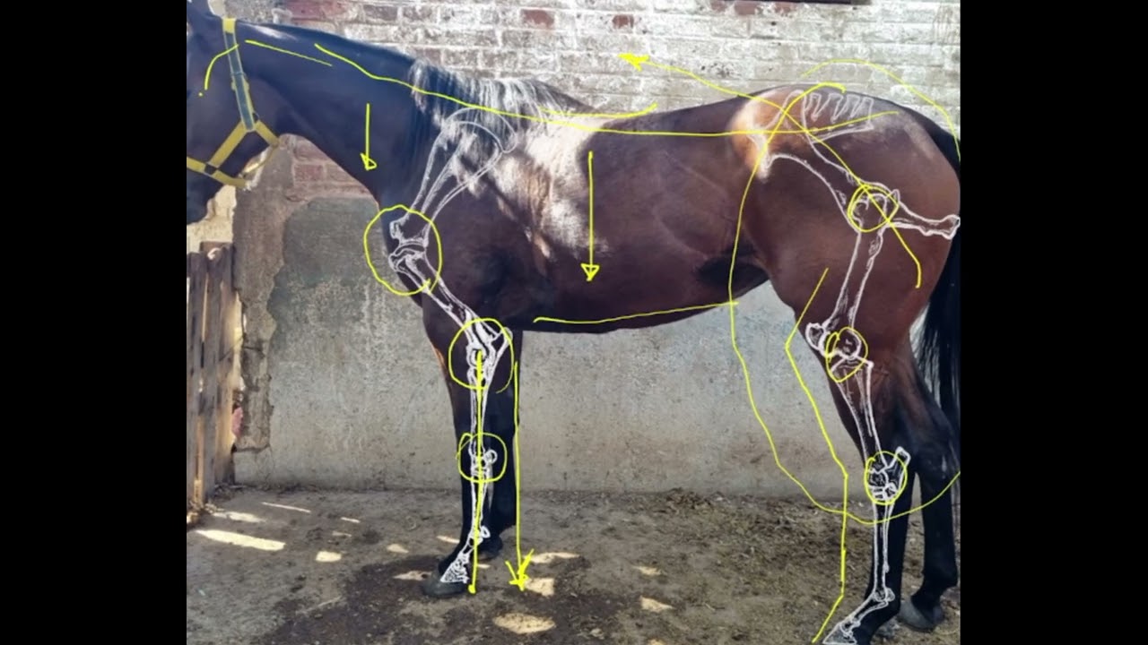 Tutorial sistema de sostén pasivo miembro torácico