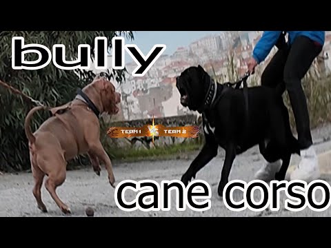 CANE CORSO VS AMERİKAN BULLY POCKET