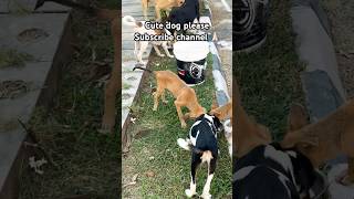 Please support bhaiyo 🙏🏻❤️#youtubeshorts #bollywood #pets #dog #funny #virel #virelshorts