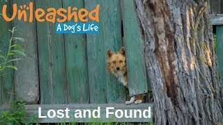 Lost and Found: How to Find Your Lost Pet | Unleashed
