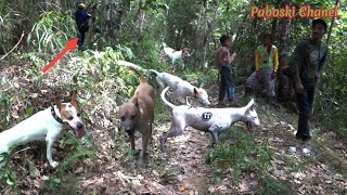 Hama Babi Hutan Lewat Dekat Pemburu Berburu Di Kayu 4 Saruaso