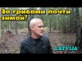 За грибами в лес в ноябре! Что можно найти? - Латвия, г.Вентспилс - 09.11.2023